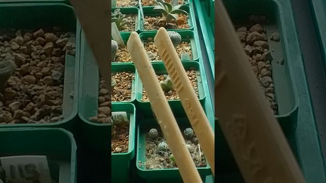 Удобный инструмент для пересадки колючих растений #суккуленты