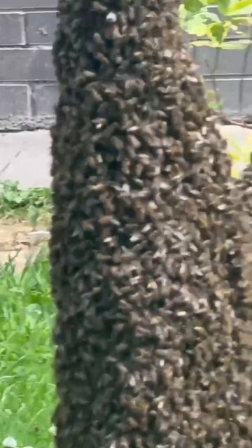 🐝Огромное количество пчёл полностью облепили дерево в Коммунарке🐝