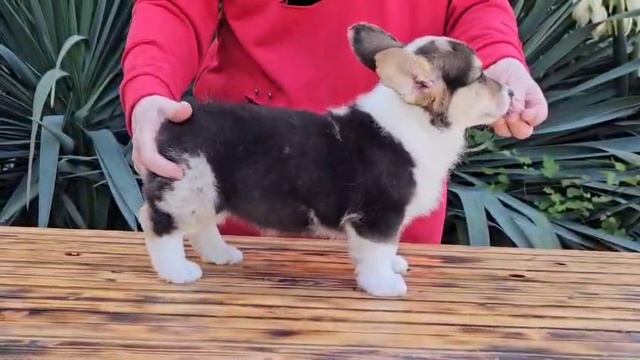 WhatsApp Video 2025-06-16 at 11.19.07