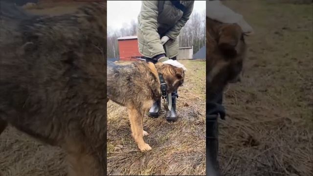 ДИНА…. Шесть долгих лет в приюте