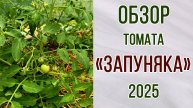 Запуняка. Обзор томата от фирмы Семена Алтая. Из самособранных семян. Болезни. + "Мохнатый шмель".