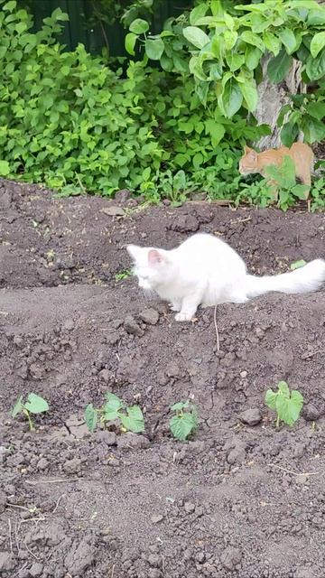 Прыжок кошки. #кошки #шорты 4k
