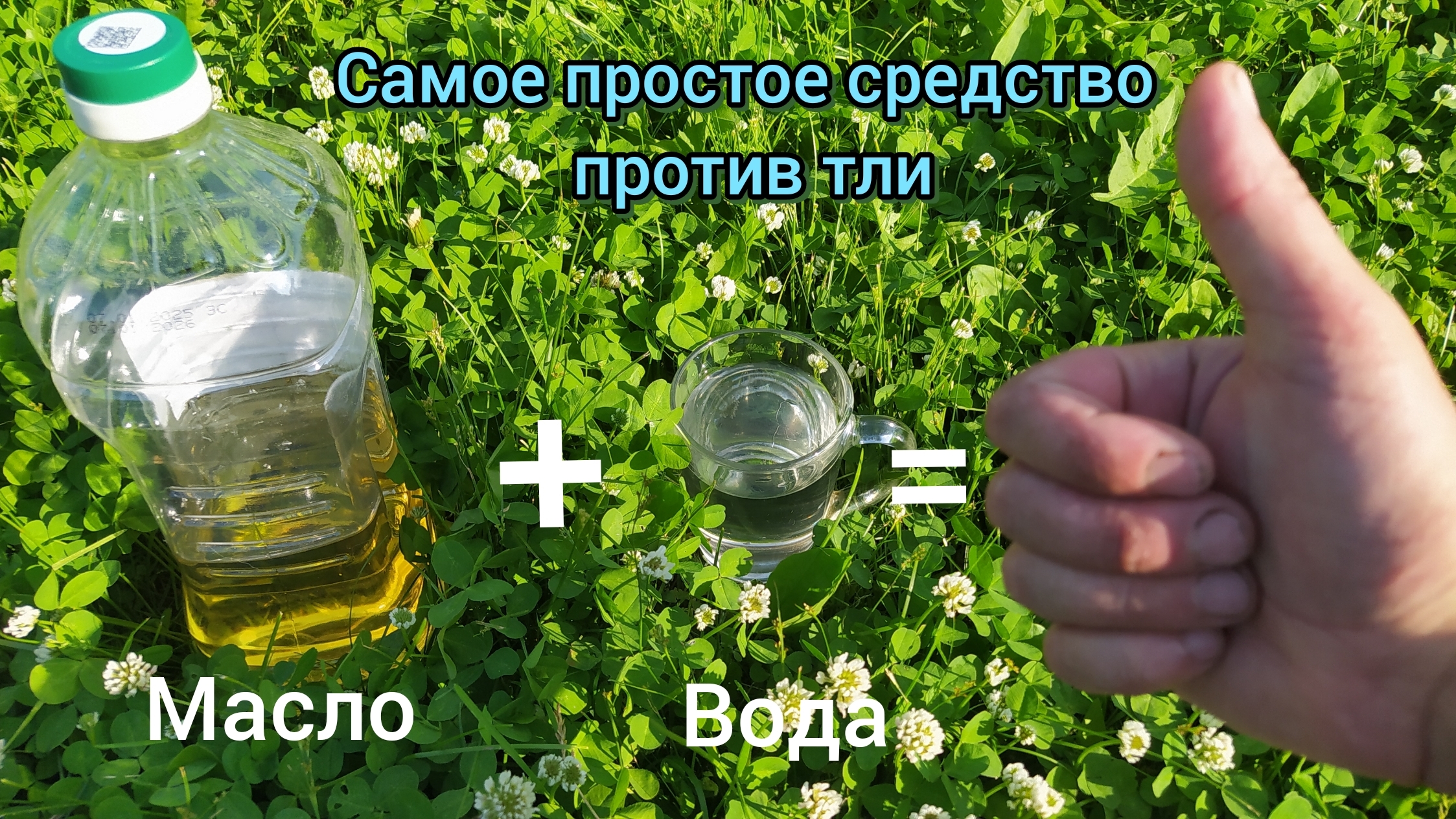 Вода с маслом против тли (пропорции) #огороднаболоте