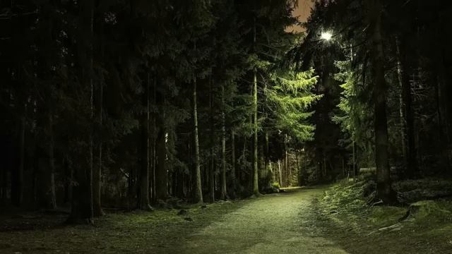 Ночной лес и благодарственная природа под небом часть 2
