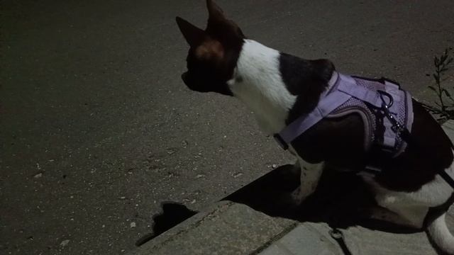 Я нагулялась — домой, к уюту!