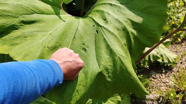 Рыбалка без рыбы| Растительность гигант | Природа | Остров Сахалин | Дальний восток 2025