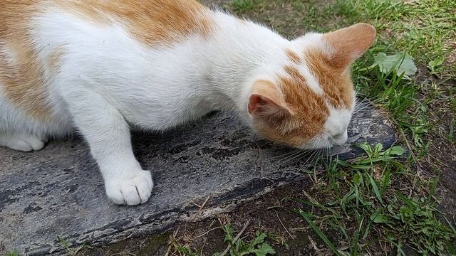 кот ест читос.
