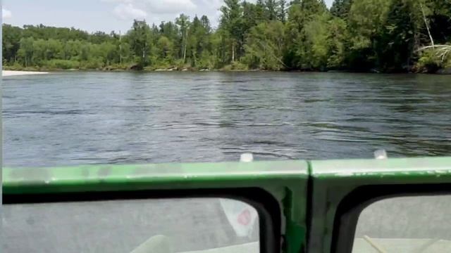 Плывущего медведя сняли на видео в Амурской области