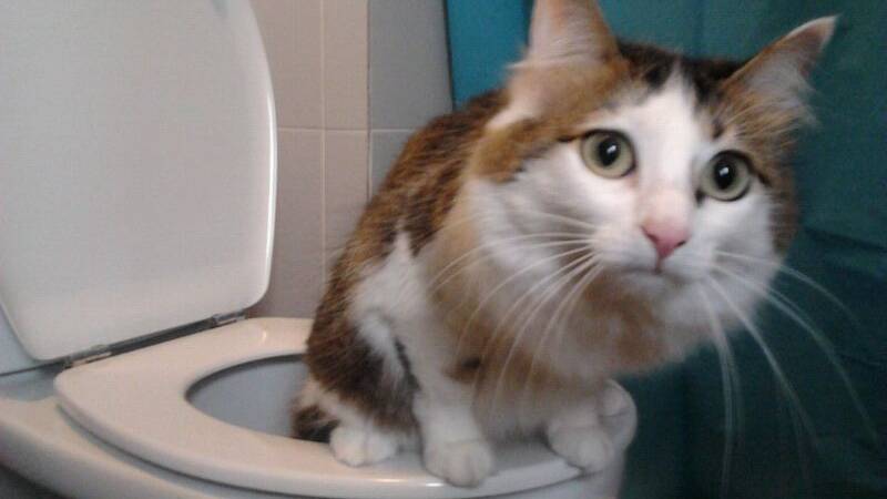 ПРИКОЛЫ С ЖИВОТНЫМИ ДО СЛЕЗ  СМЕШНЫЕ КОТЫ ЛУЧШИЕ ПРИКОЛЫ С КОТАМИ, СОБАКАМИ, КОТИКИ, СОБАЧКИ 2025