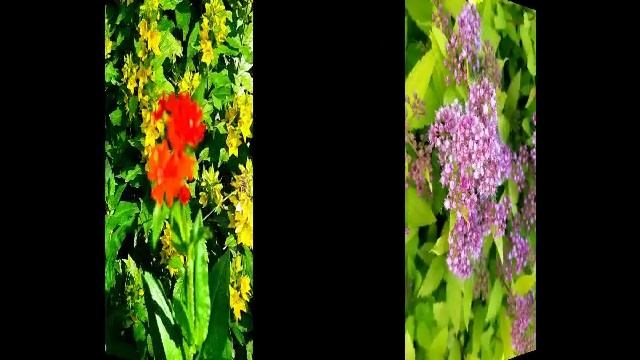 Лето _ это маленькая жизнь💚☀️🌳🌲🌺.mp4