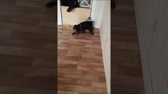 Щенячество