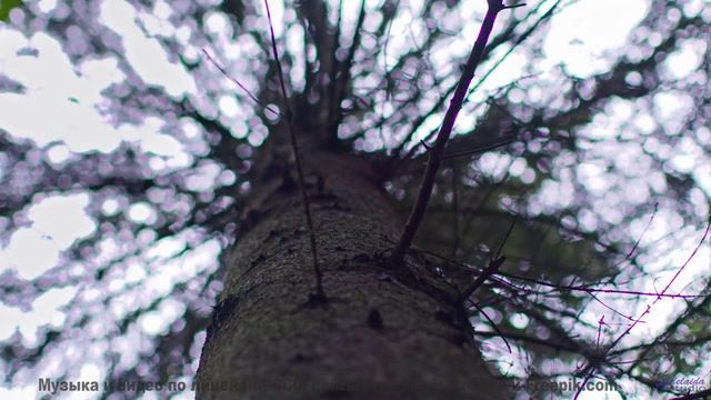 Ты НЕ ГОТОВ к такому звуку! - Quiet Moonlit Countrysides -- HoliznaCC0 -- We Drove All Night