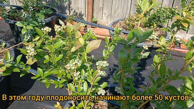 Голубика в ягодах