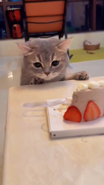 Котейке понравился тортик 🍮😻😉🥰