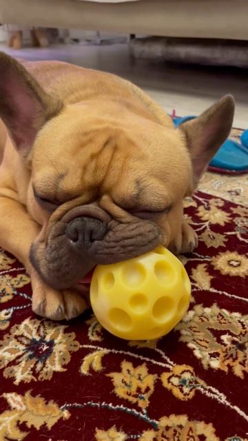 After a long game with the ball, Richie decided to rest and take a nap #frenchbulldogp