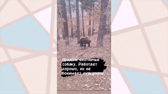 Продаю охотничью собаку. Не понимает суть охоты