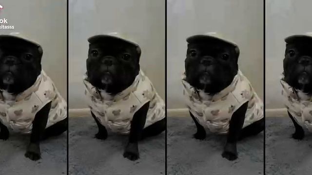 ❤ :3 Пëсики :3 ❤