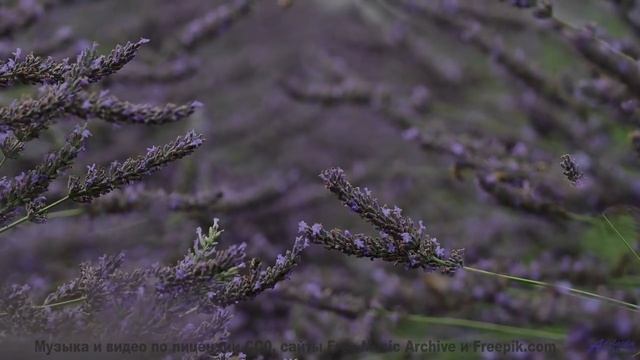 Почему Илон Маск ставит это видео на репит - Swirl Me in Your Mind -- Ayla Nereo -- Play Me a Time