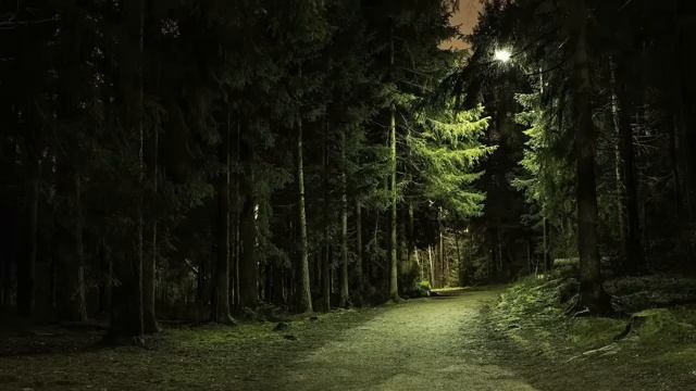 Ночной лес и благодарственная природа под небом часть 1
