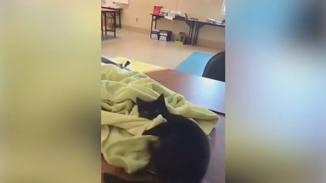 ПРИКОЛЫ С ЖИВОТНЫМИ ДО СЛЕЗ _ Смешные КОТЫ 2022 _ Приколы с КОТАМИ _ Funny ANIMALS video