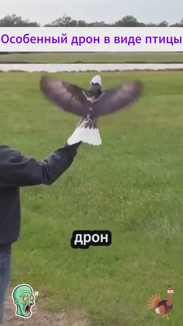 Особенный дрон в виде птицы
