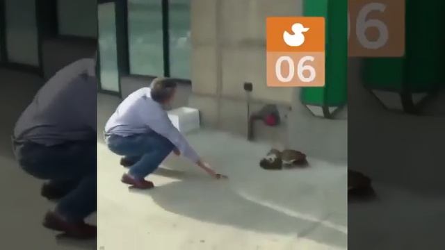 11 утят вот таким странным образом мама - утка вывела на прогулку 🦆🤩❤️