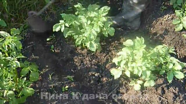 Как окучивать картошку- правильно легко и быстро. Окучивание картофеля вручную, просто тяпкой