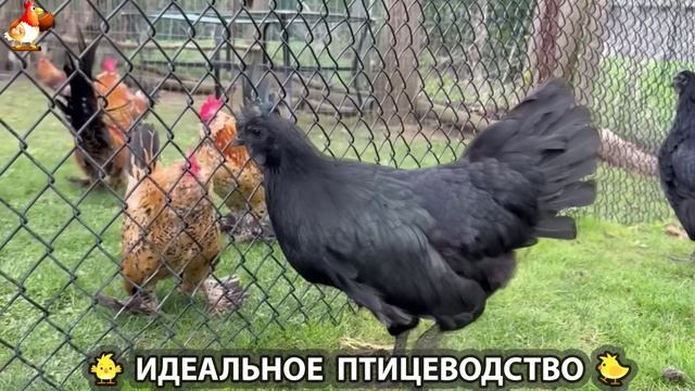 Идеальное птицеводство достойно восхищения 🐓🦆🦢🦚🦃🐔 эпизод (249)