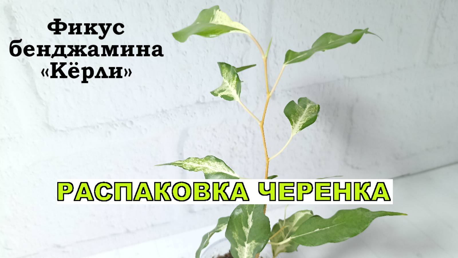 Фикус бенджамина КЁРЛИ. Цветочная распаковка
