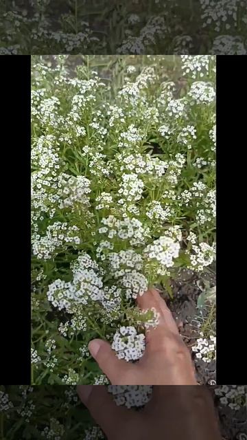 Средина июня под Анапой #жизньуморя #красотадуши #цветы #дача #лето