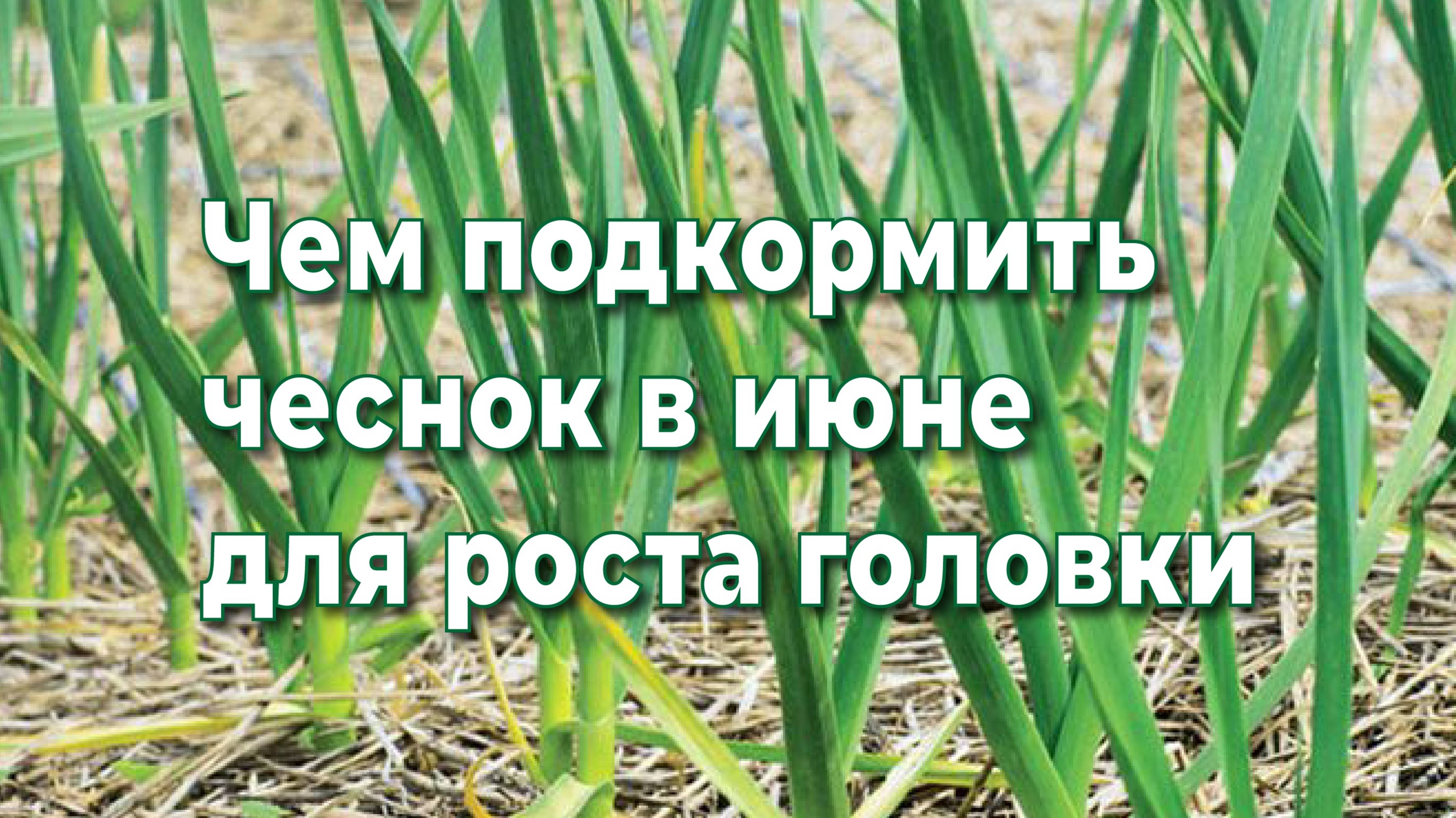 ЧЕМ ПОЛИТЬ ЧЕСНОК В ИЮНЕ? 3 проверенных способа для гигантских головок!
