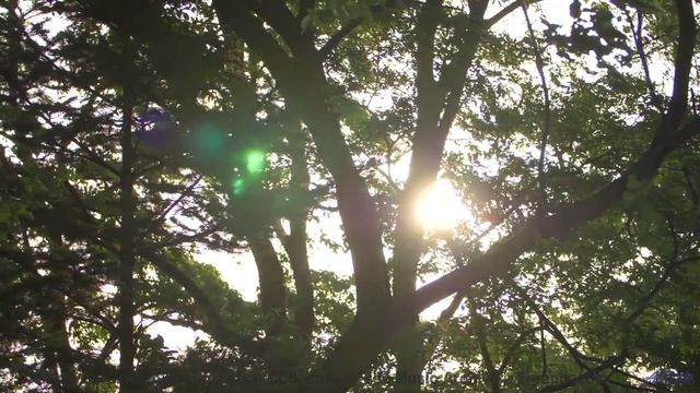 Музыка для кибернетических организмов - будущее звучания! - Tube TV -- HoliznaPATREON -- Never Forge