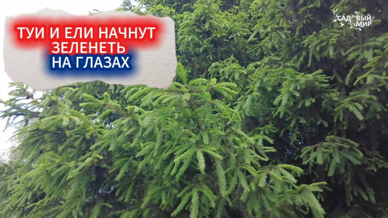 ХВОЯ НАЧНЕТ ЗЕЛЕНЕТЬ НА ГЛАЗАХ! ЧЕМ ПОДКОРМИТЬ БЛАГОРОДНЫЕ ЕЛИ И ТУИ В ЛАНДШАФТЕ САДА.