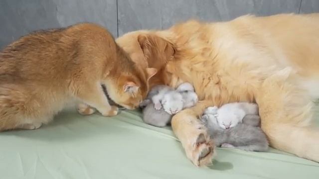 Золотистый ретривер впервые встречает маму-кошку с новорожденными котятами 2025 год