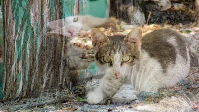 Кипрская кошка. Плюсы и минусы