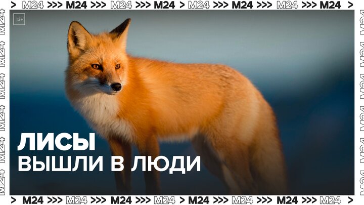 Жители Чертаново начали встречать лис в городской среде - Москва 24