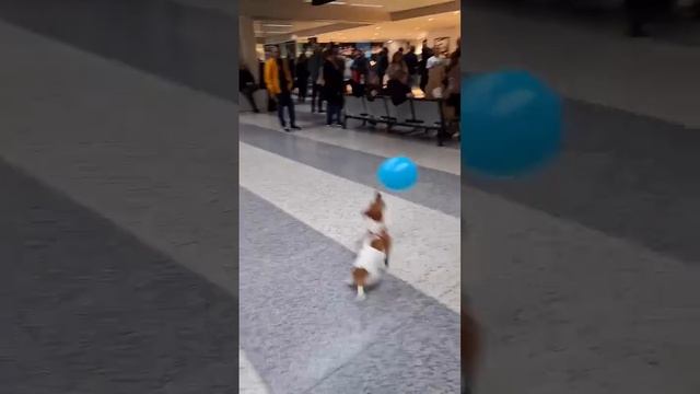 VID_20250617_202659_972.mp4