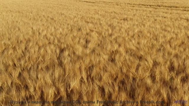 Звуки, которые превратят вас в сверхчеловека - проверьте! - Mannananga -- Shaolin Dub -- Macro Micro