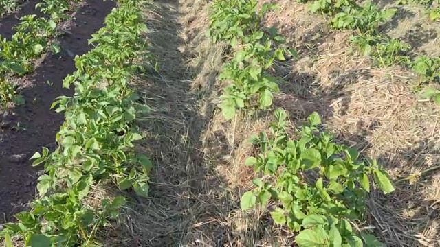 Наш метод повышения урожайности картофеля