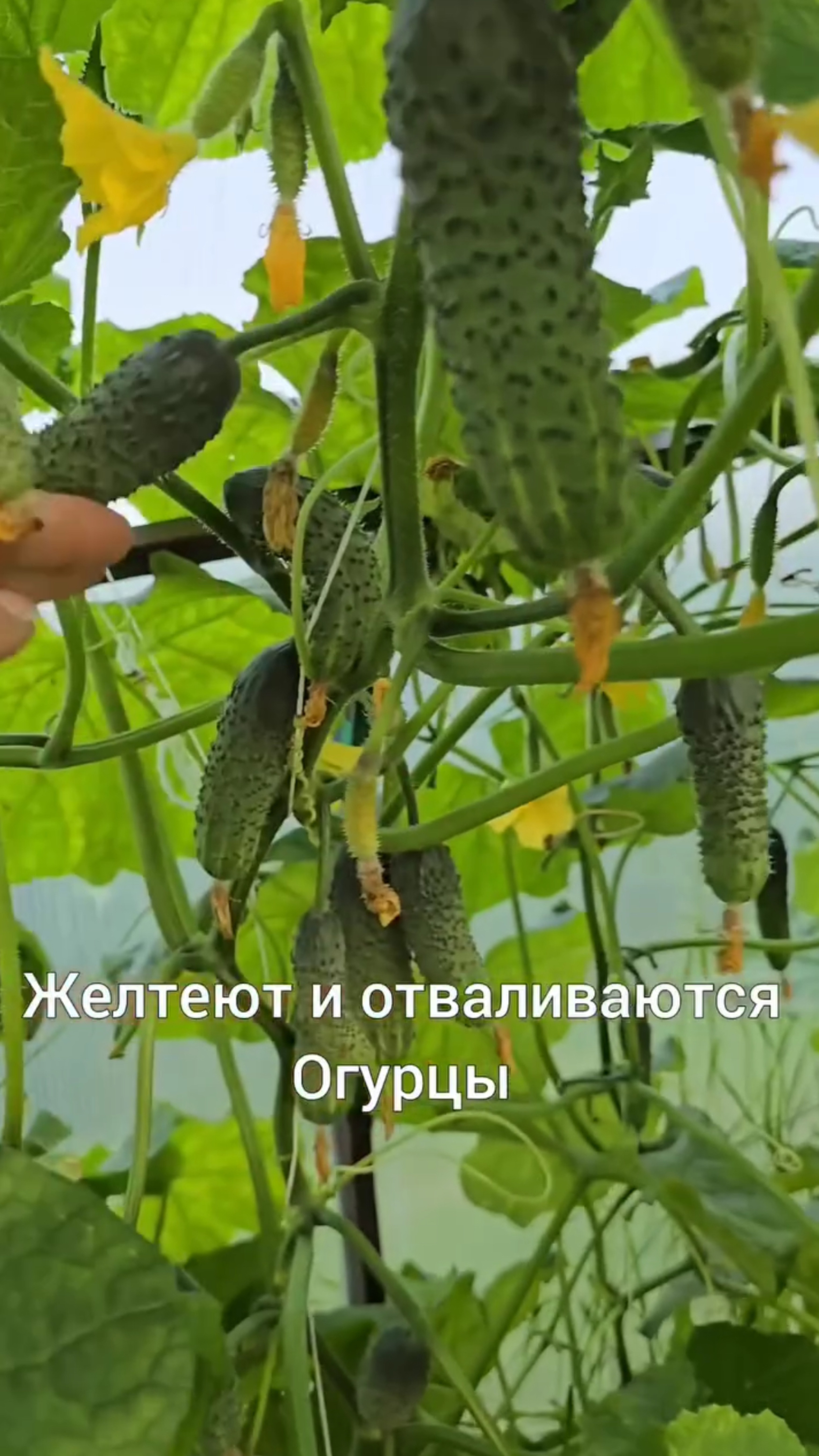 🥒 Огурчики в теплице  вдруг желтеют и отваливаются