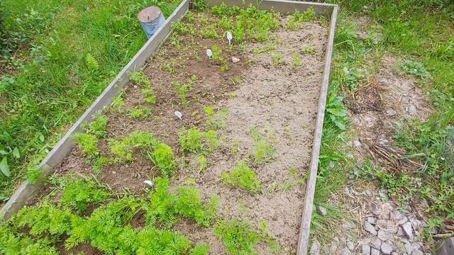 Морковь 🥕 "Самсон" рулит на грядках