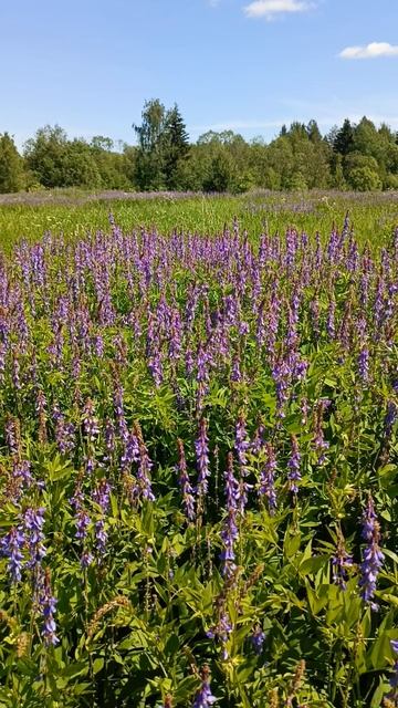 поле цветов.mp4