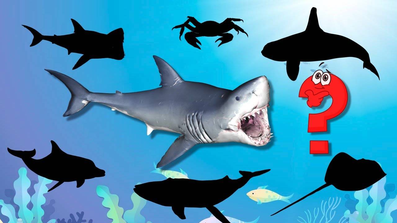 Викторина про обитателей морей и океанов 🐟 Морские животные 🐬 Подводный мир 🐠 Развивающие мультик