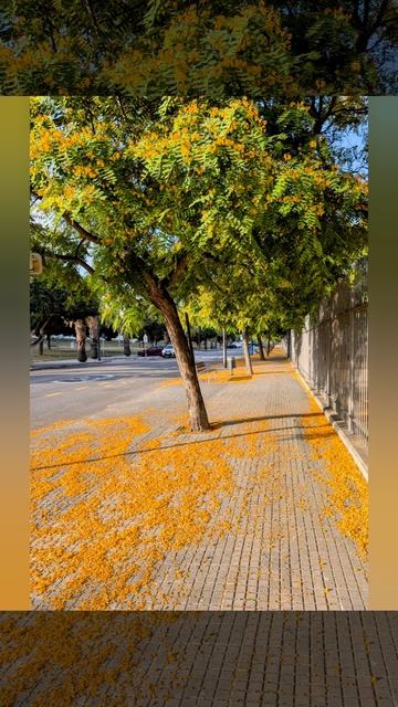 683."Оранжевое небо, оранжевое море*🧡.