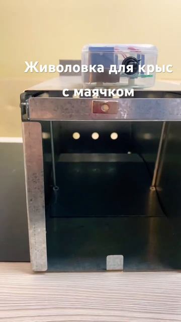 Гуманный способ отлова грызунов
