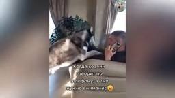 ПРИКОЛЫ С ЖИВОТНЫМИ ДО СЛЕЗ 2025 Смешные КОТЫ И СОБАКИ Приколы