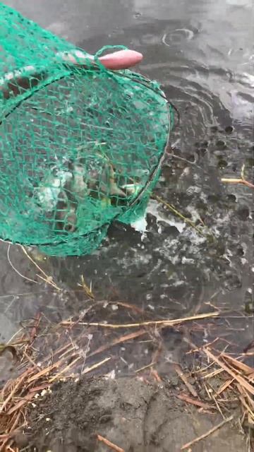 Атмосферное место для ловли карпа и карася . #fishing #карась #carpfishing