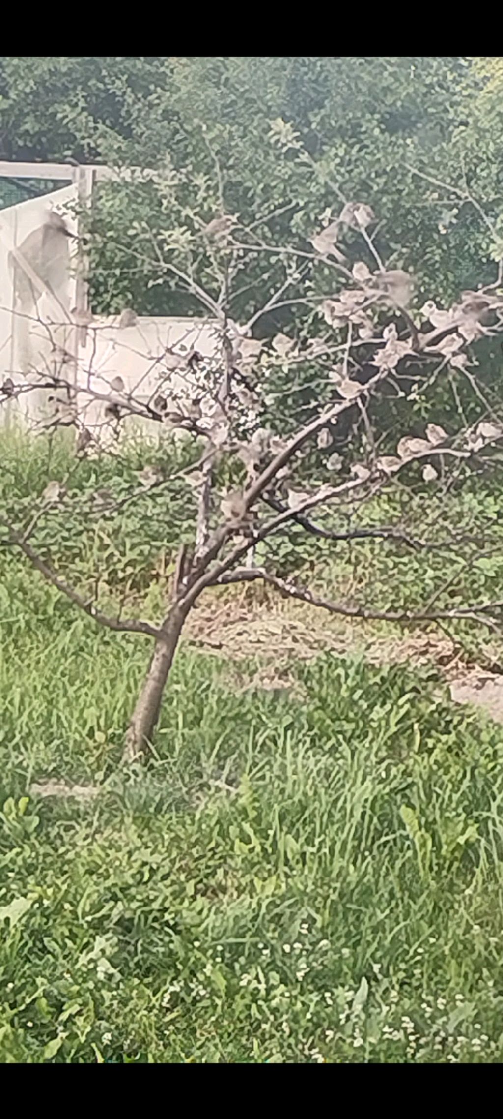 Воробьи на вечерней кормушке!!!