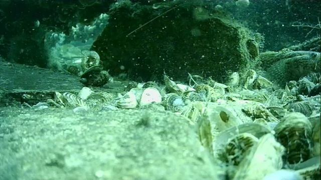 1000044819.mp4Волга гл5 м.17.06.2025г.