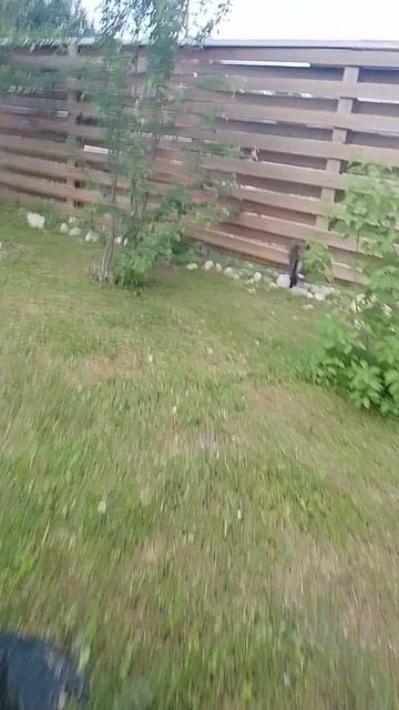 котик